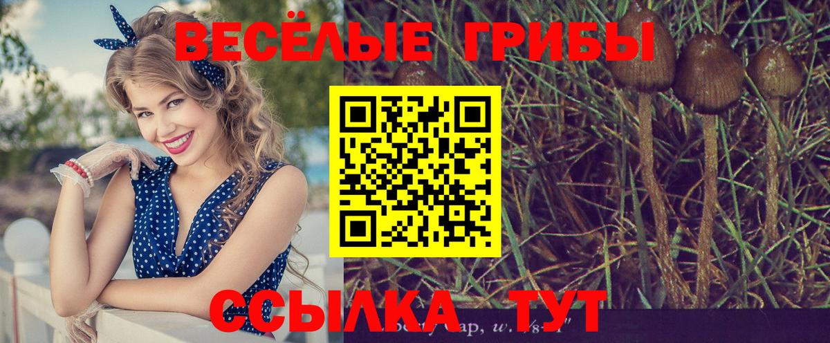 Псилоцибиновые грибы Psilocybine cubensis  Вход с VPN  купить закладку  Качканар 